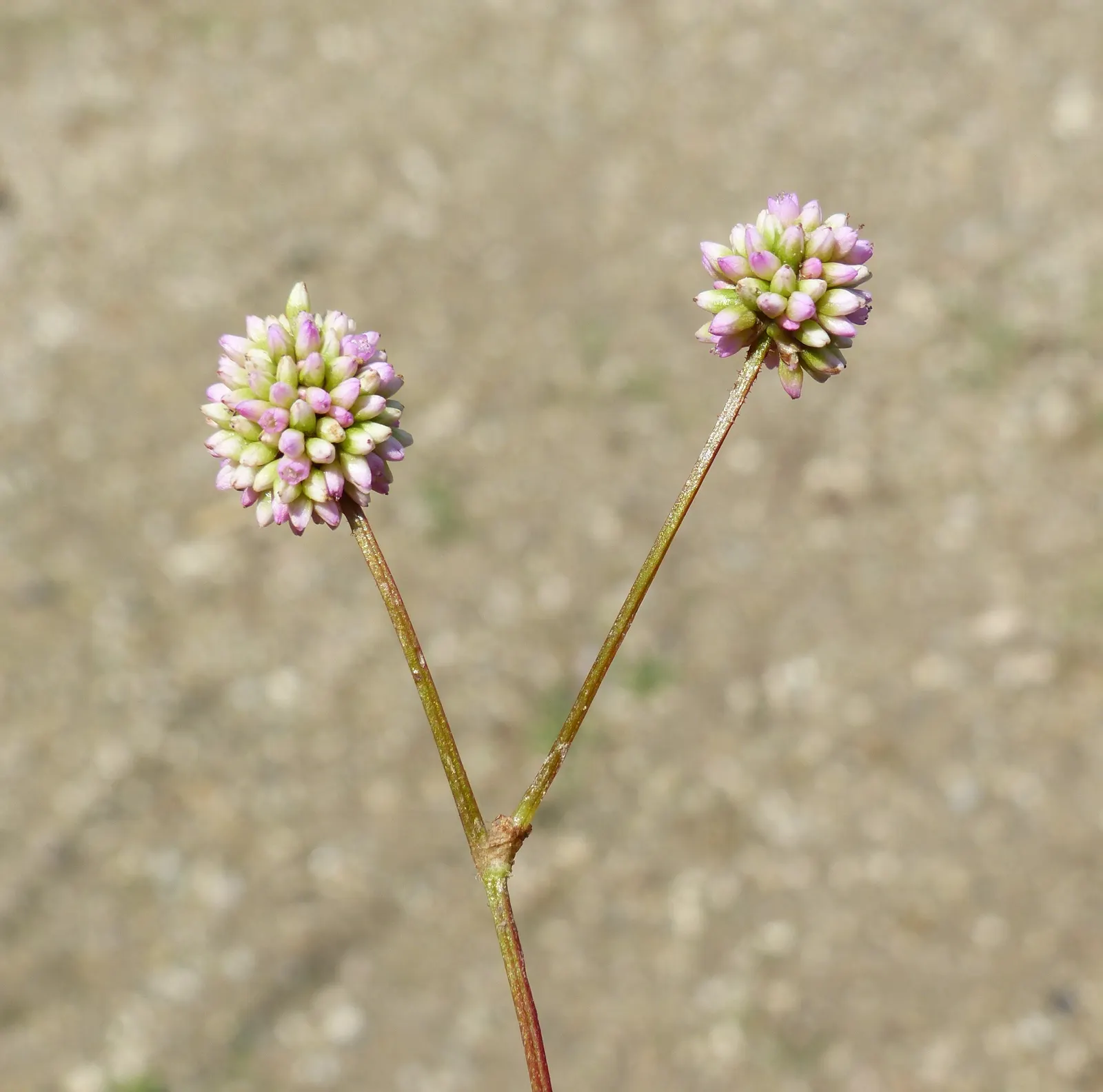 Pink Knotweed (Persicaria Capitata) — contributing to a neat and well-managed garden aesthetic; pink Knotweed, Persicaria capitata, is a, image 122