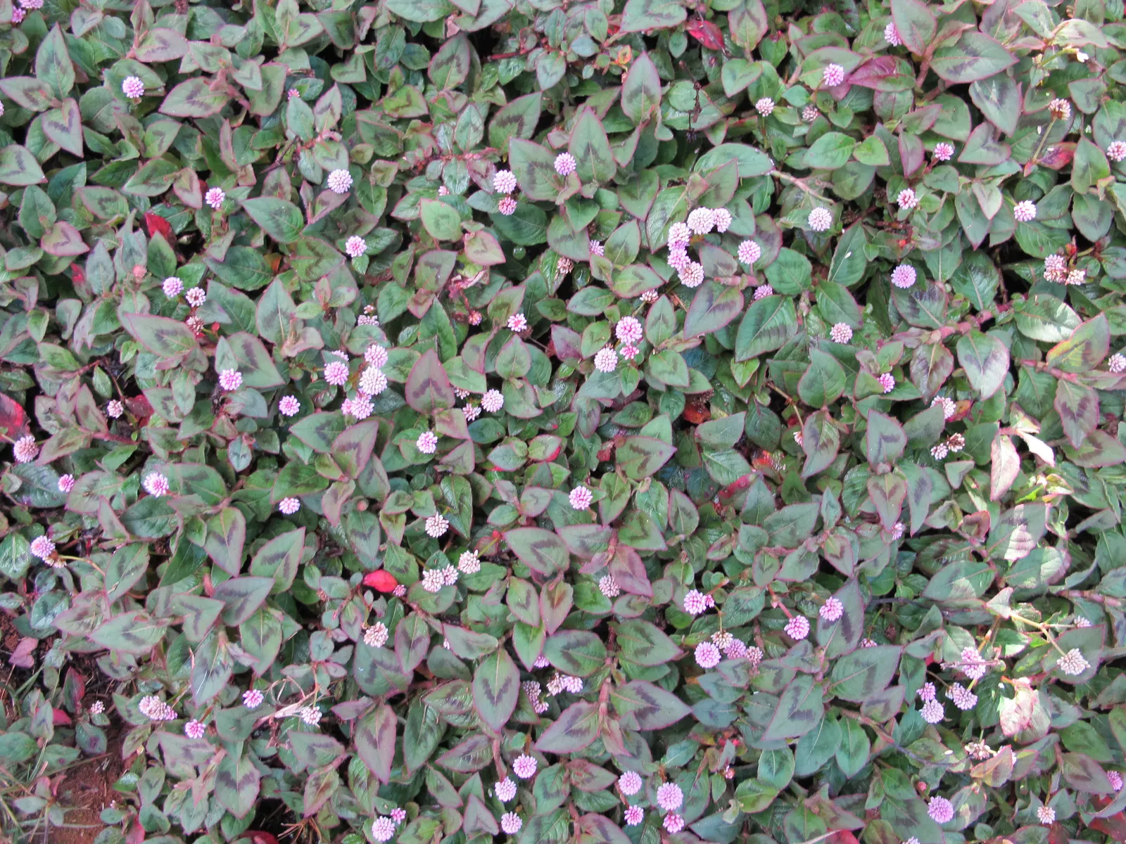 Pink Knotweed (Persicaria Capitata) — Featuring heart-shaped leaves and clustered; bubblegum-pink flowers that cluster into rounded, image 102