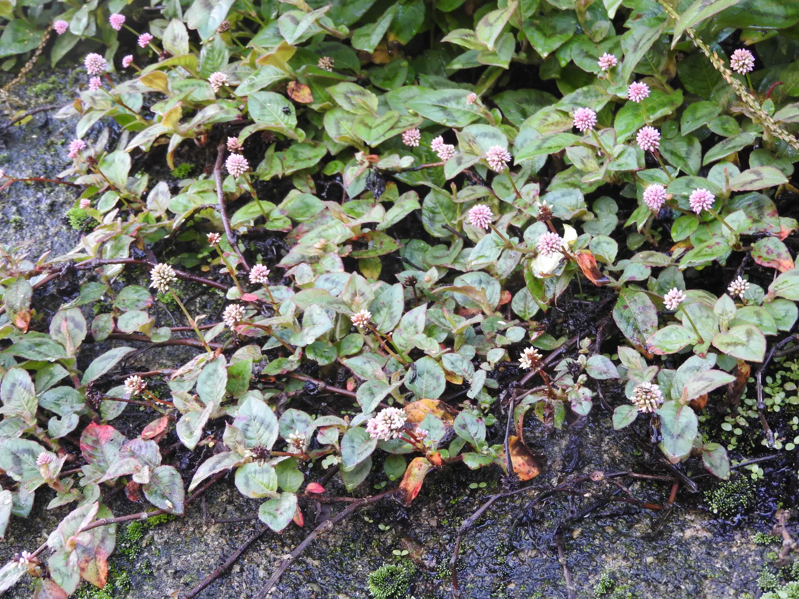 Pink Knotweed (Persicaria Capitata) — Pink Knotweed is highly drought tolerant; this species creates a dense carpet of small, oval leaves measuring, image 116