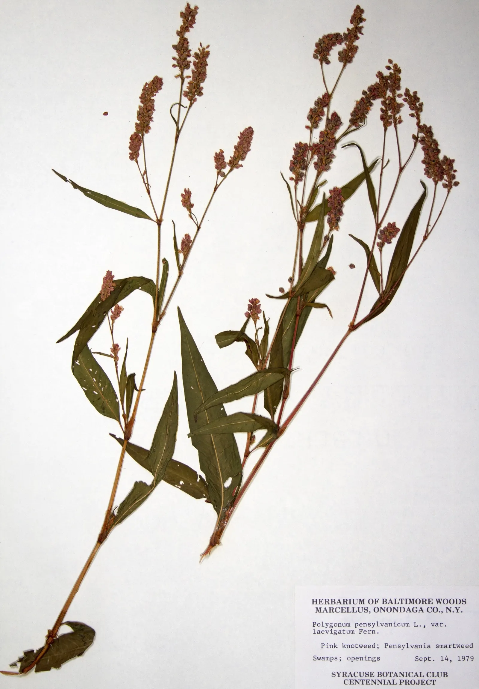 Pink Knotweed (Persicaria Capitata) — Ideal as ground cover or in rock gardens; annual / perennial for full or half or shade, image 129