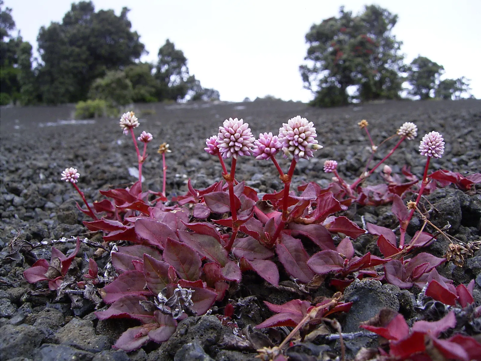 Pink Knotweed (Persicaria Capitata) — Featuring heart-shaped leaves and clustered; bubblegum-pink flowers that cluster into rounded, image 77