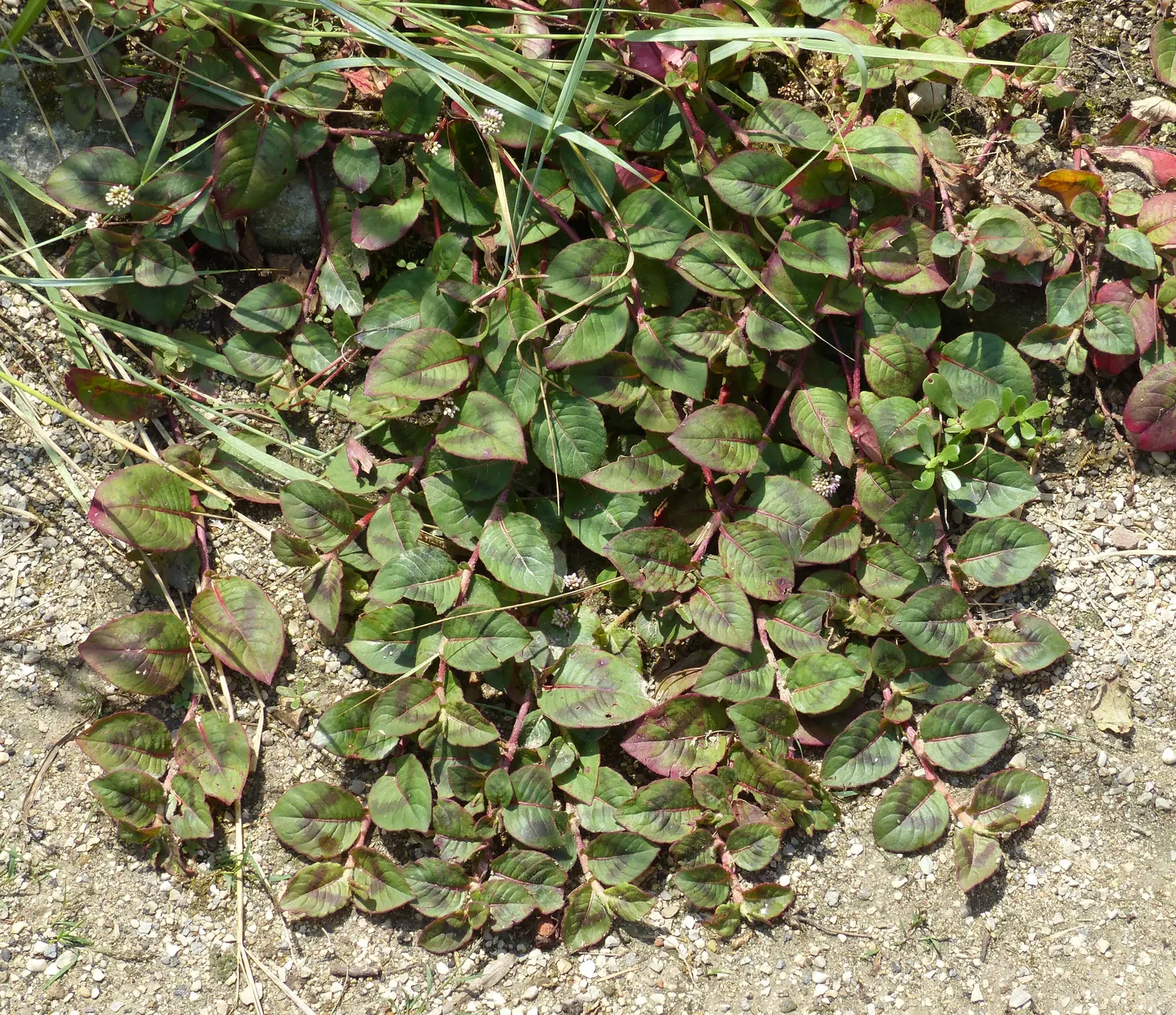 Pink Knotweed (Persicaria Capitata) — yet visually striking element; pink flowers in the garden