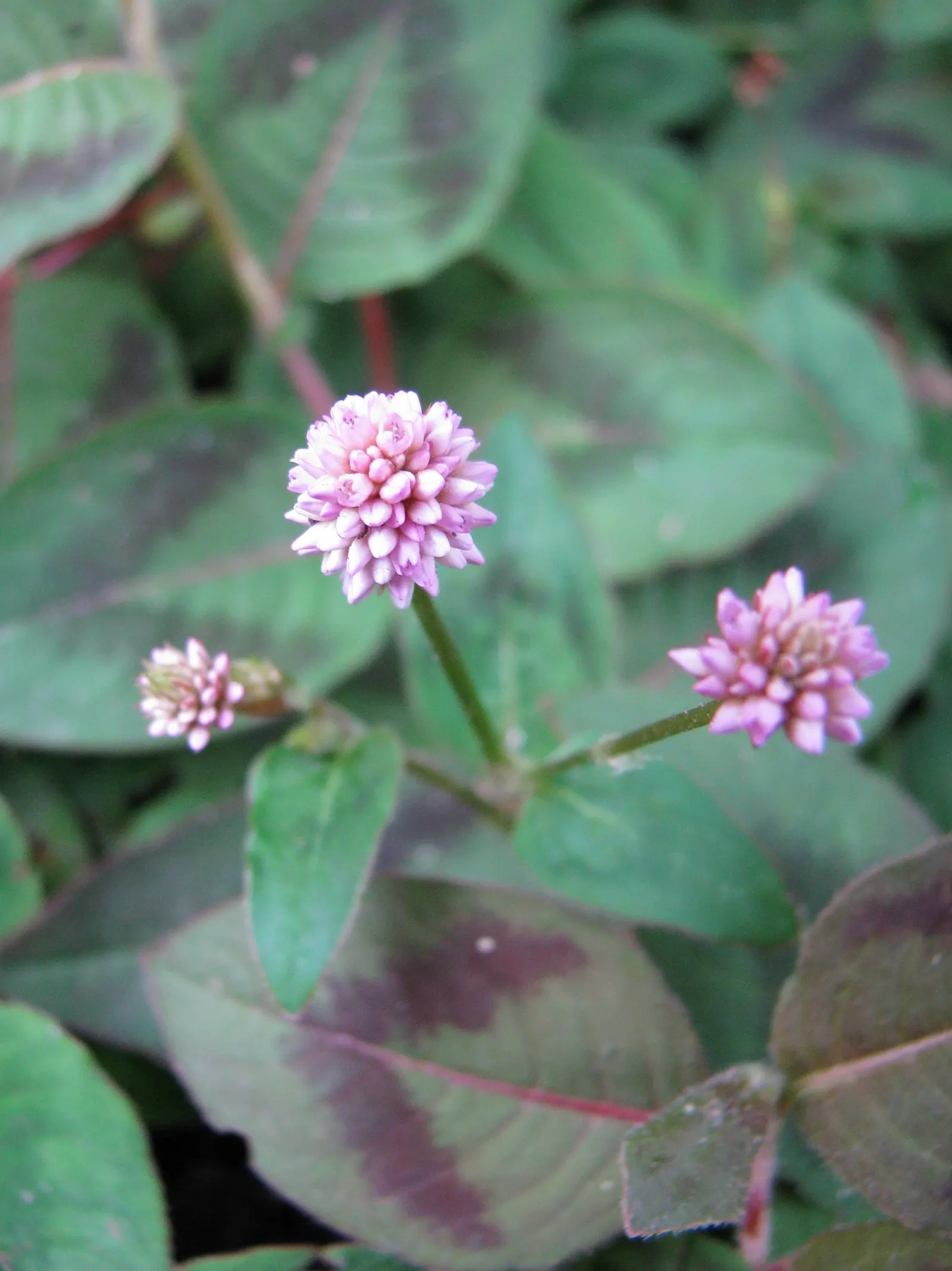 Pink Knotweed (Persicaria Capitata) — Pink Knotweed is highly drought tolerant