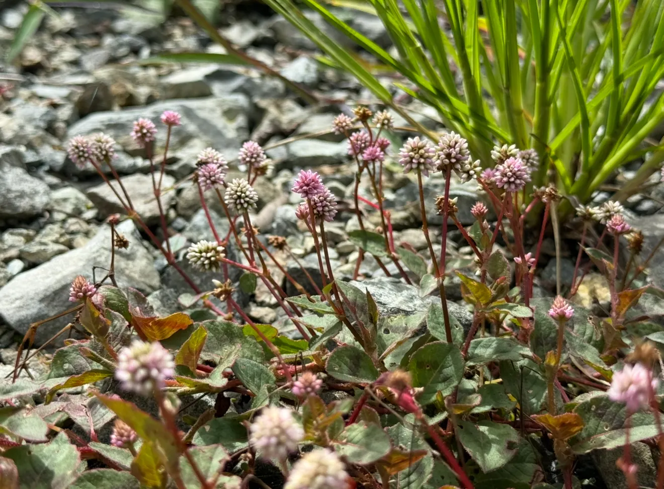 Pink Knotweed (Persicaria Capitata) — annual / perennial with pink blooms; it thrives in part to full sun exposure and prefers well-draining soil
