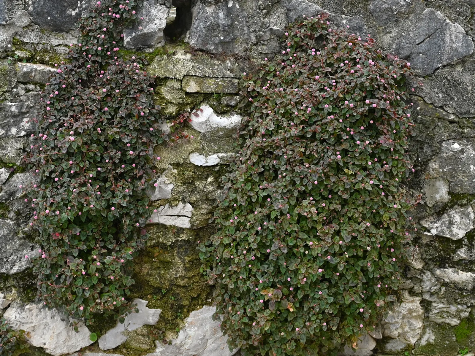 Pink Knotweed (Persicaria Capitata) — spreading perennial that is widely cherished for its decorative qualities and easy care nature; it spreads to around 18