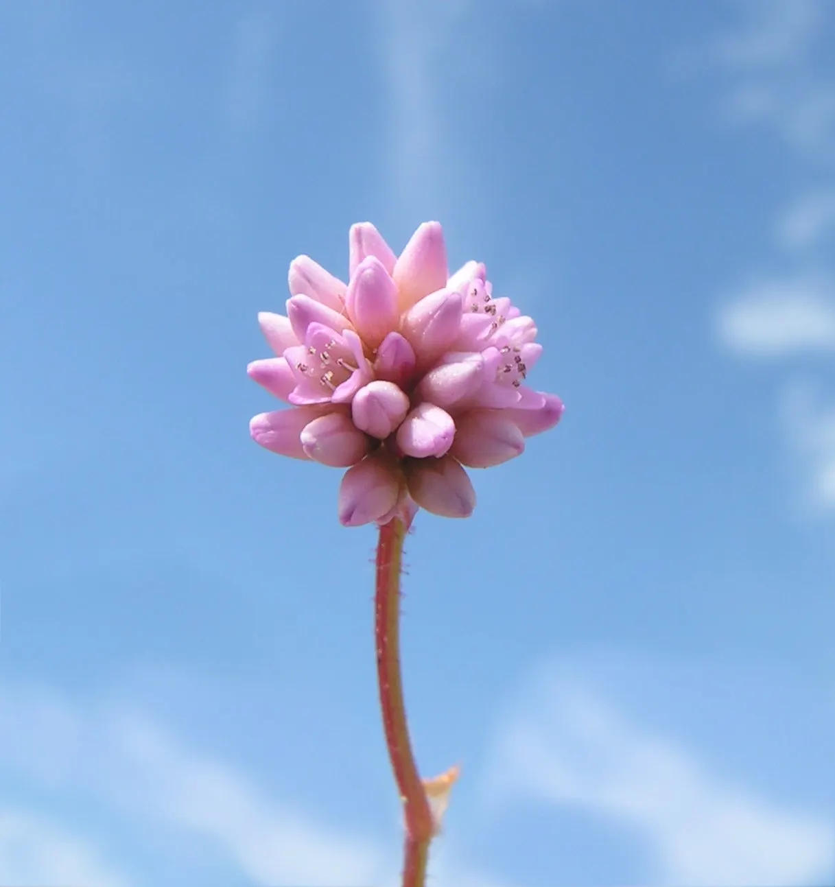 Pink Knotweed (Persicaria Capitata) — This species creates a dense carpet of small, oval leaves measuring approximately 1 to 1.5 inches in length; pink
