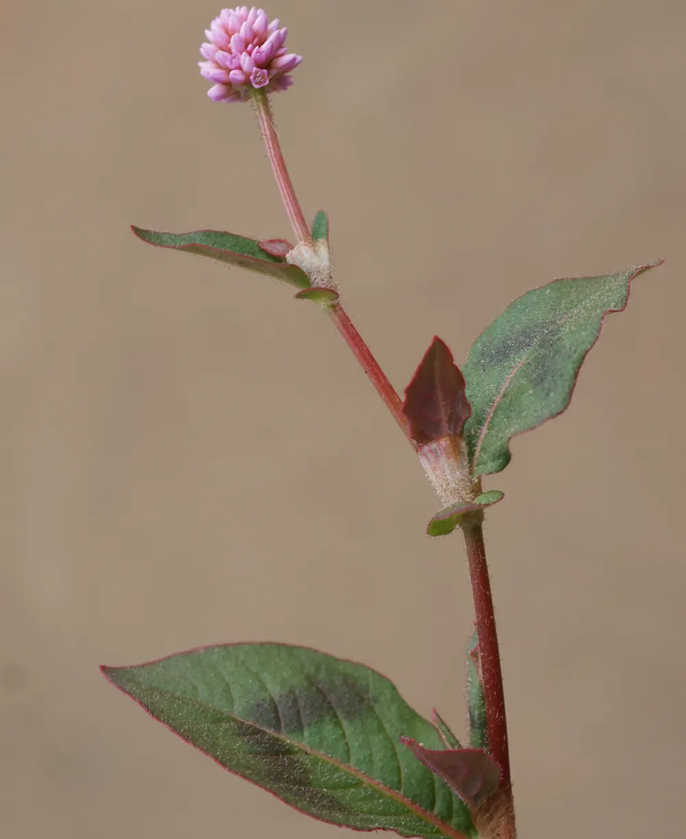 Pink Knotweed (Persicaria Capitata) — Pink Knotweed flourishes with an abundance of tiny; making it an excellent choice for water-conscious, image 85