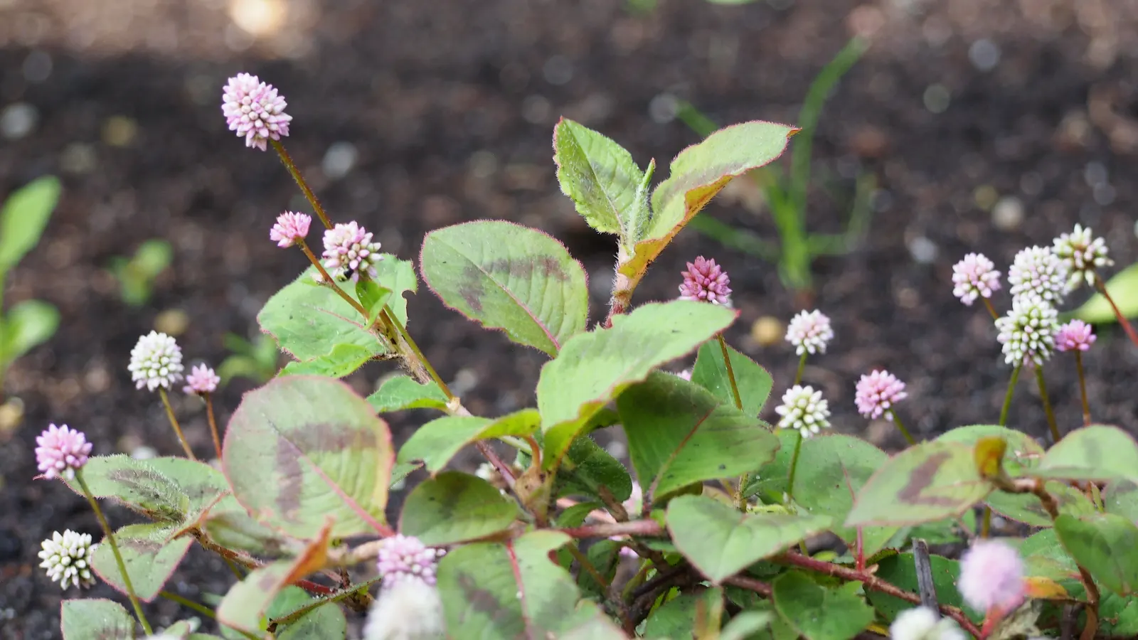 Pink Knotweed (Persicaria Capitata) — Its resilience against foot traffic and its cascading habit make it suitable for planting along edges; this, image 94