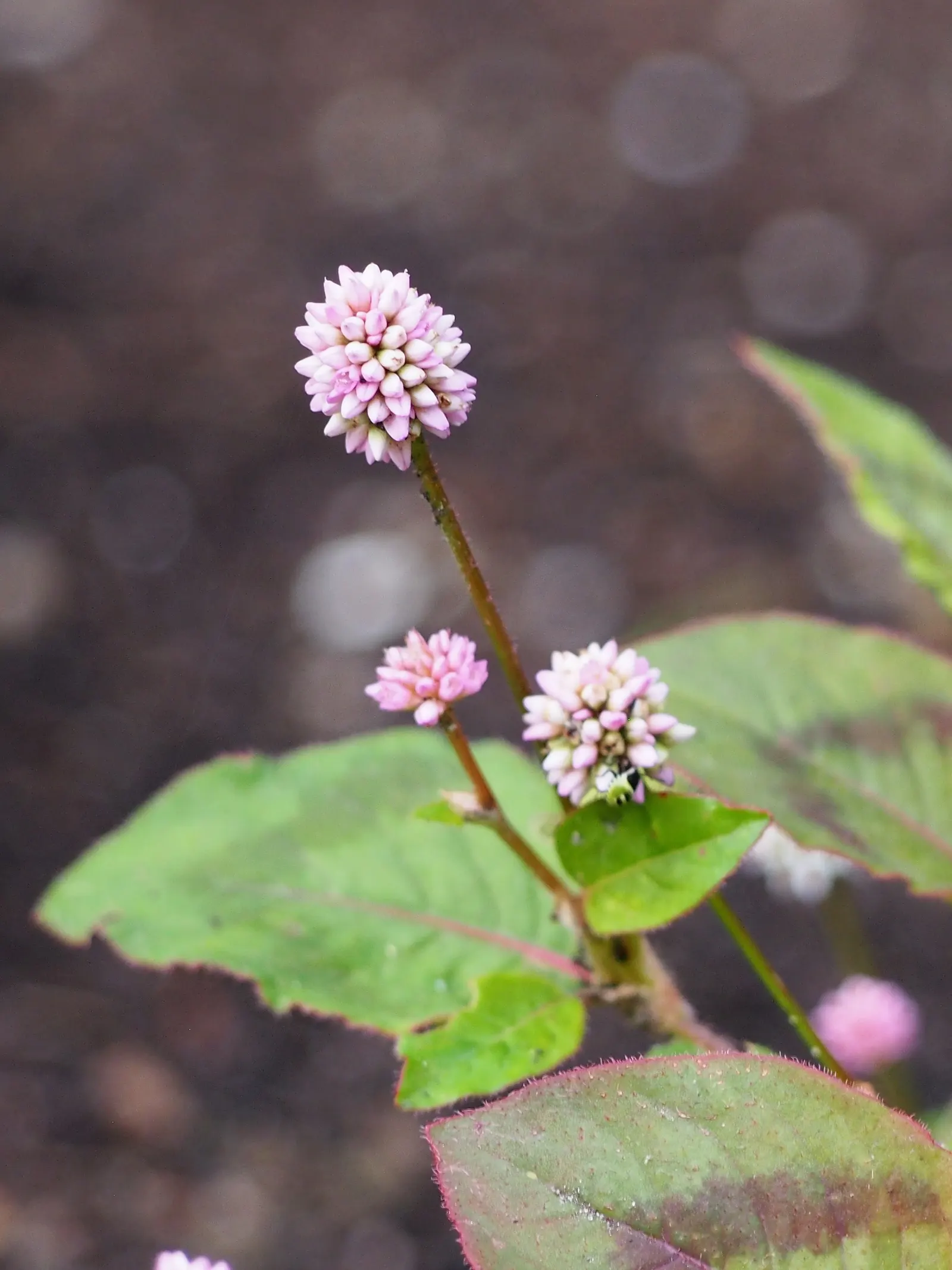 Pink Knotweed (Persicaria Capitata) — Prefers partial shade and well-drained soil, and offers excellent erosion control on slopes; due to its hardy, image 131