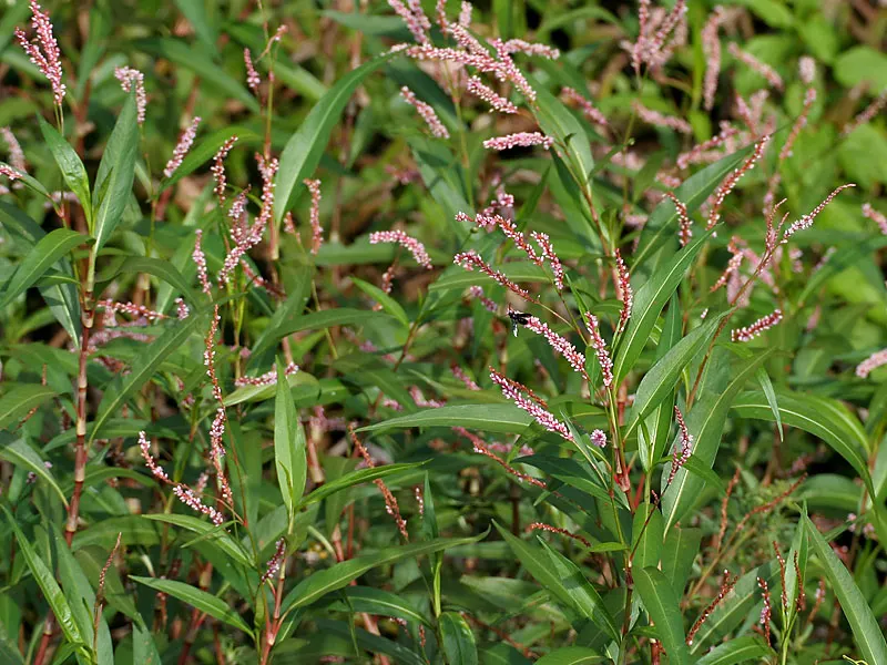 Pink Knotweed (Persicaria Capitata) — making it an excellent choice for water-conscious landscapes