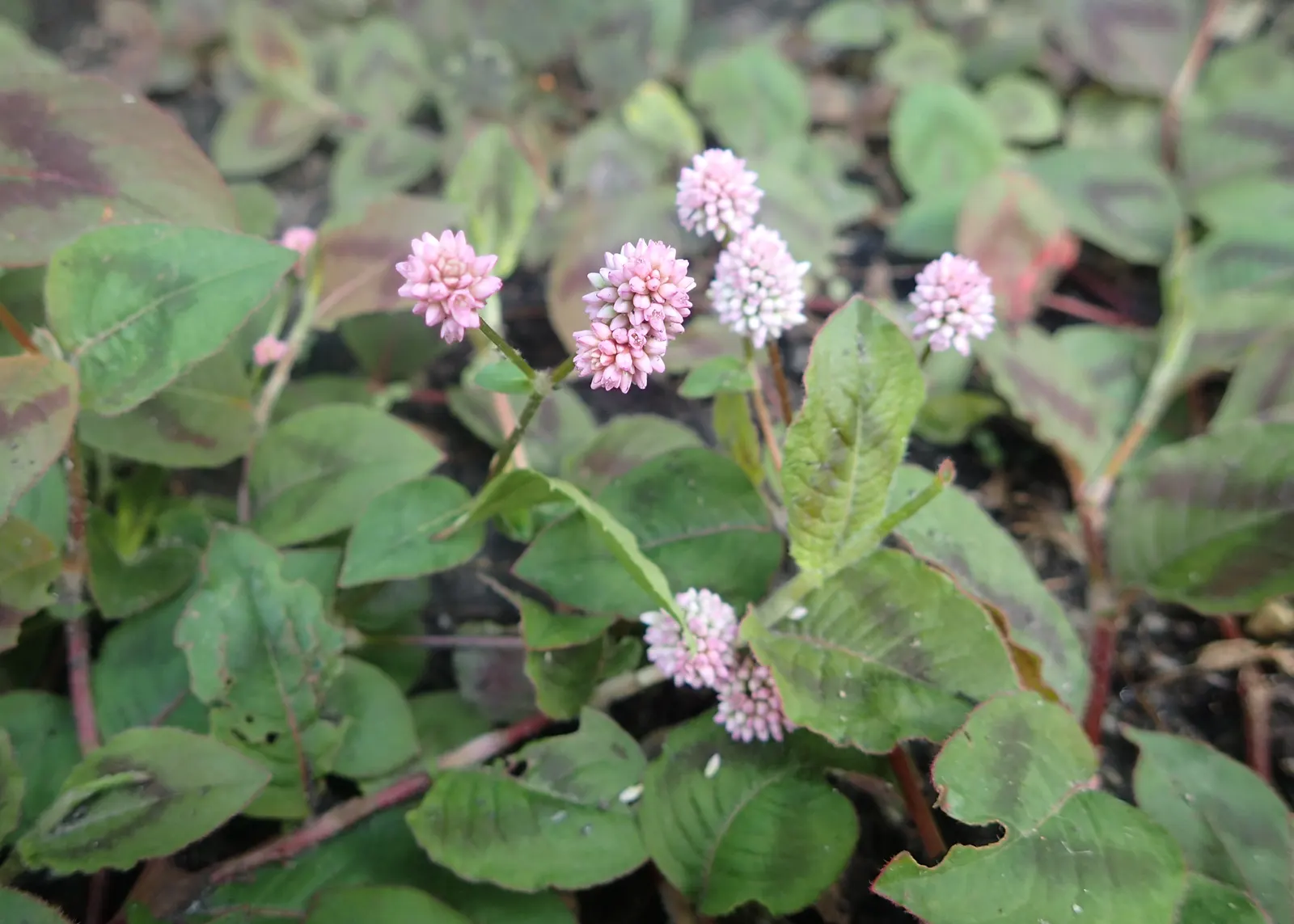 Pink Knotweed (Persicaria Capitata) — due to its hardy nature and ability to spread between 18 to 24 inches wide; or as an underplanting for taller species