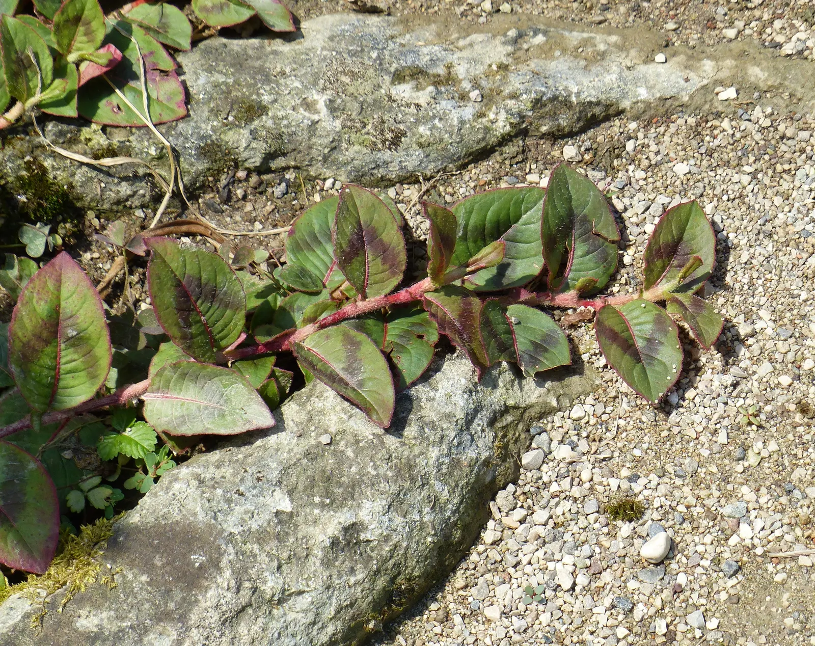 Pink Knotweed (Persicaria Capitata) — annual / perennial for full or half or shade; contributing to a neat and well-managed garden aesthetic