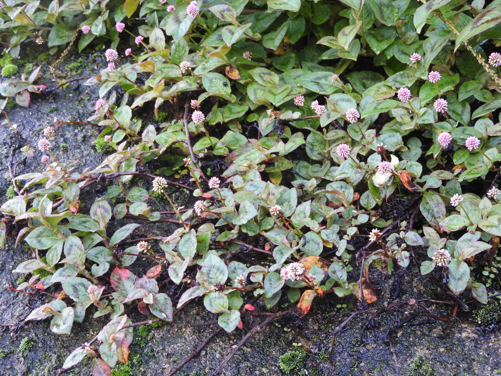 Pink Knotweed (Persicaria Capitata) — its dense growth habit can aid in suppressing weeds; its resilience against foot traffic and its cascading, image 96