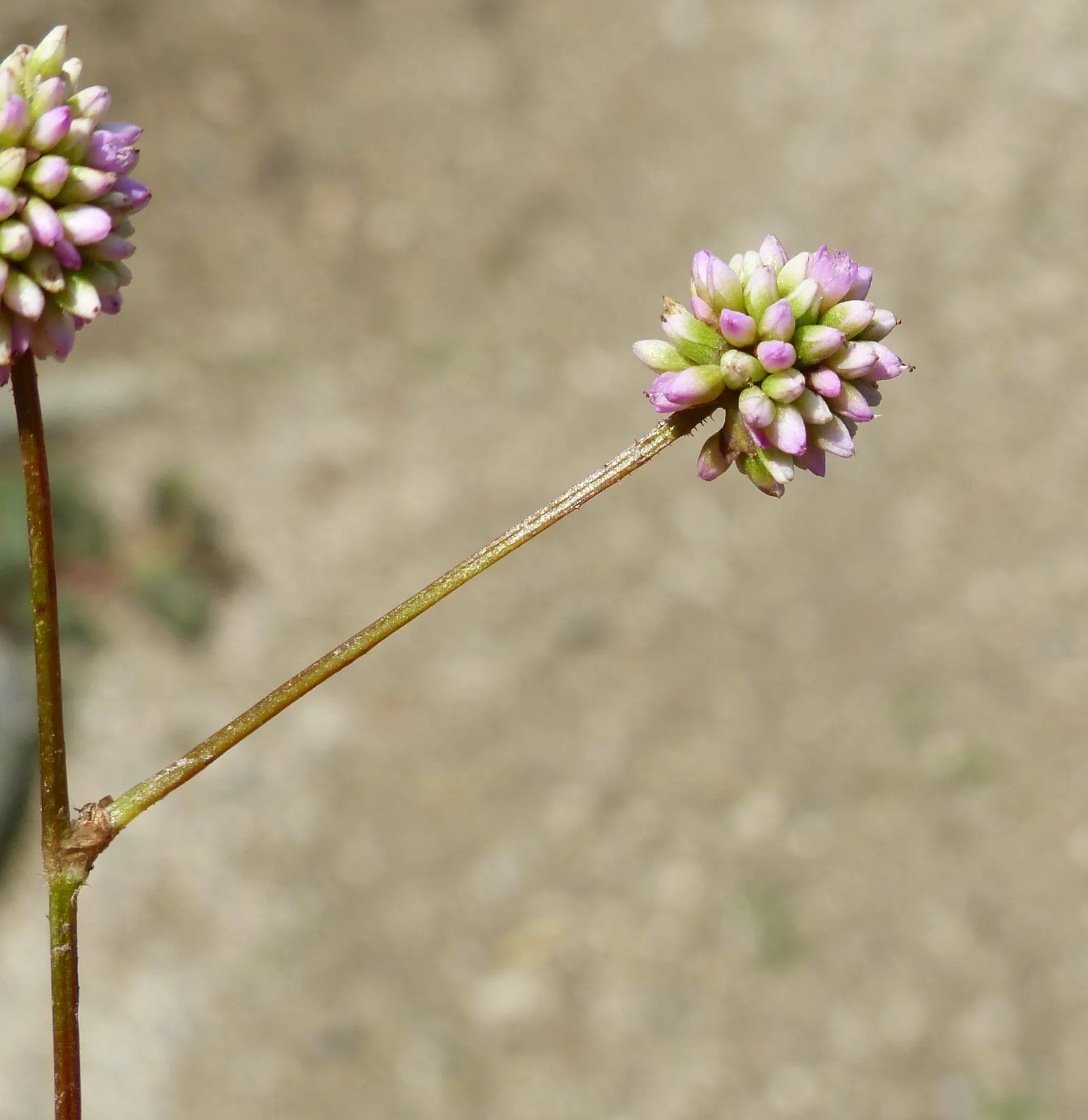 Pink Knotweed (Persicaria Capitata) — It thrives in part to full sun exposure and prefers well-draining soil; featuring heart-shaped leaves and, image 65