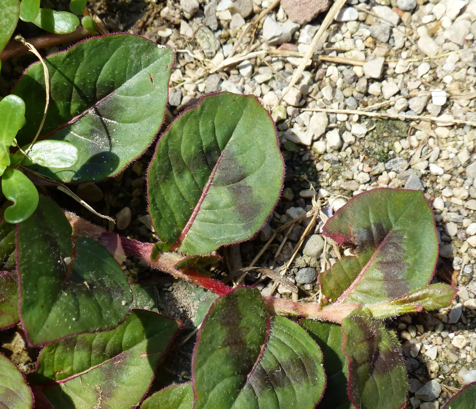 Pink Knotweed (Persicaria Capitata) — pink flowers in the garden; spreading perennial that is widely cherished for its decorative qualities and, image 98