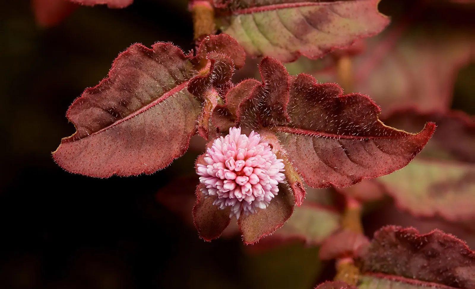 Pink Knotweed (Persicaria Capitata) — Pink Knotweed flourishes with an abundance of tiny; making it an excellent choice for water-conscious landscapes