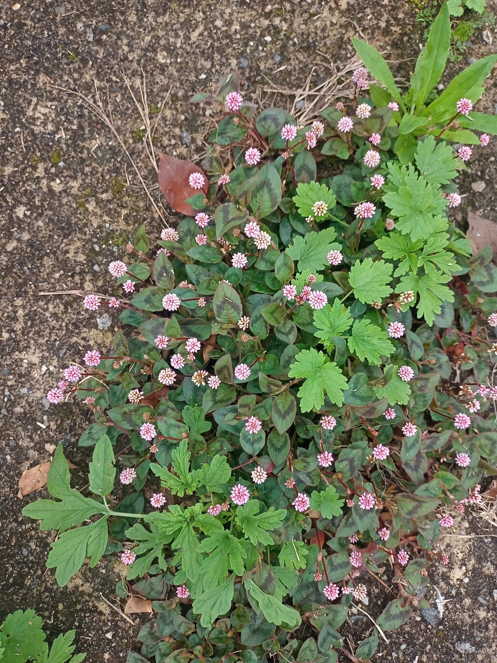 Pink Knotweed (Persicaria Capitata) — Pink Knotweed, Persicaria capitata, is a low-growing, creeping perennial, thriving in zones 7-10; ideal as, image 76
