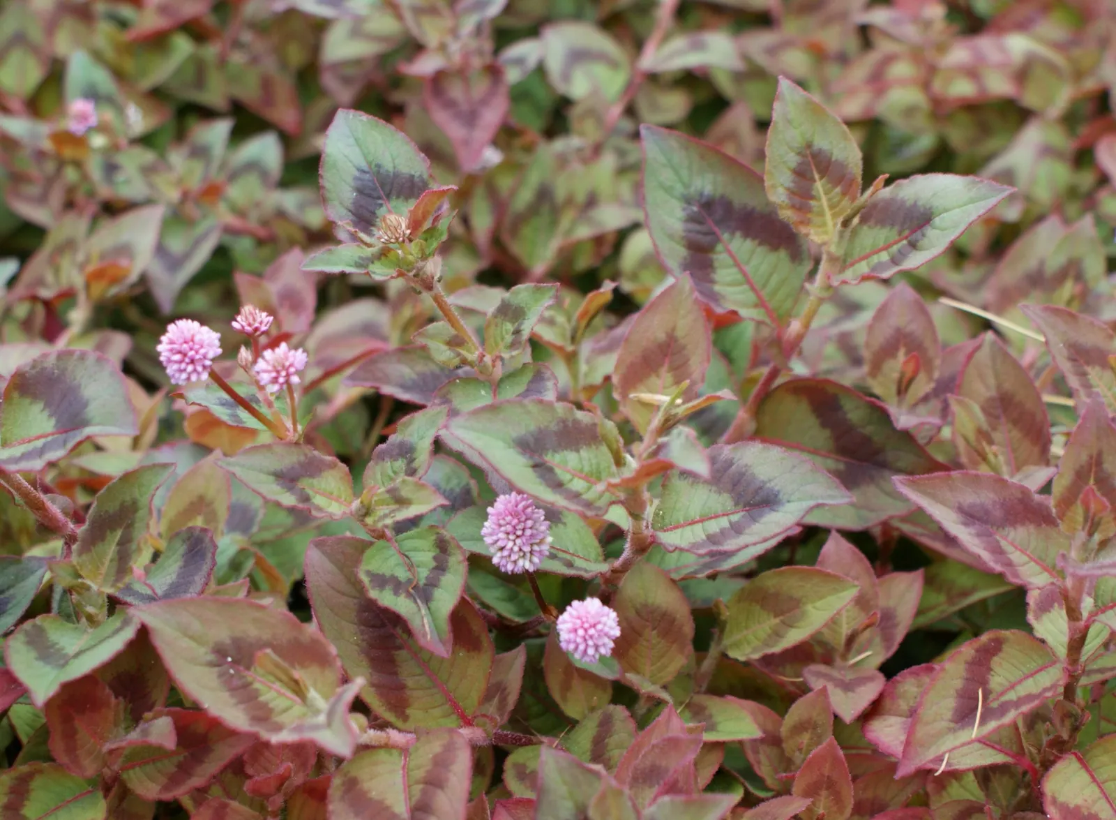 Pink Knotweed (Persicaria Capitata) — yet visually striking element