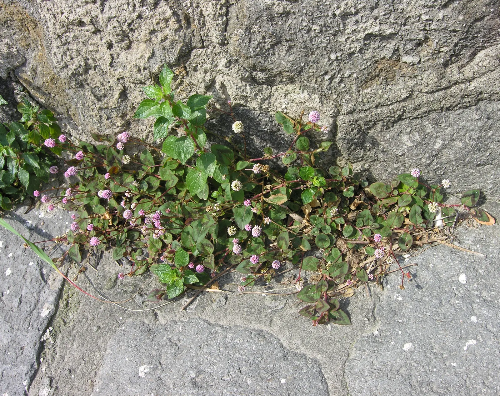Pink Knotweed (Persicaria Capitata) — Prefers partial shade and well-drained soil, and offers excellent erosion control on slopes; due to its hardy nature and