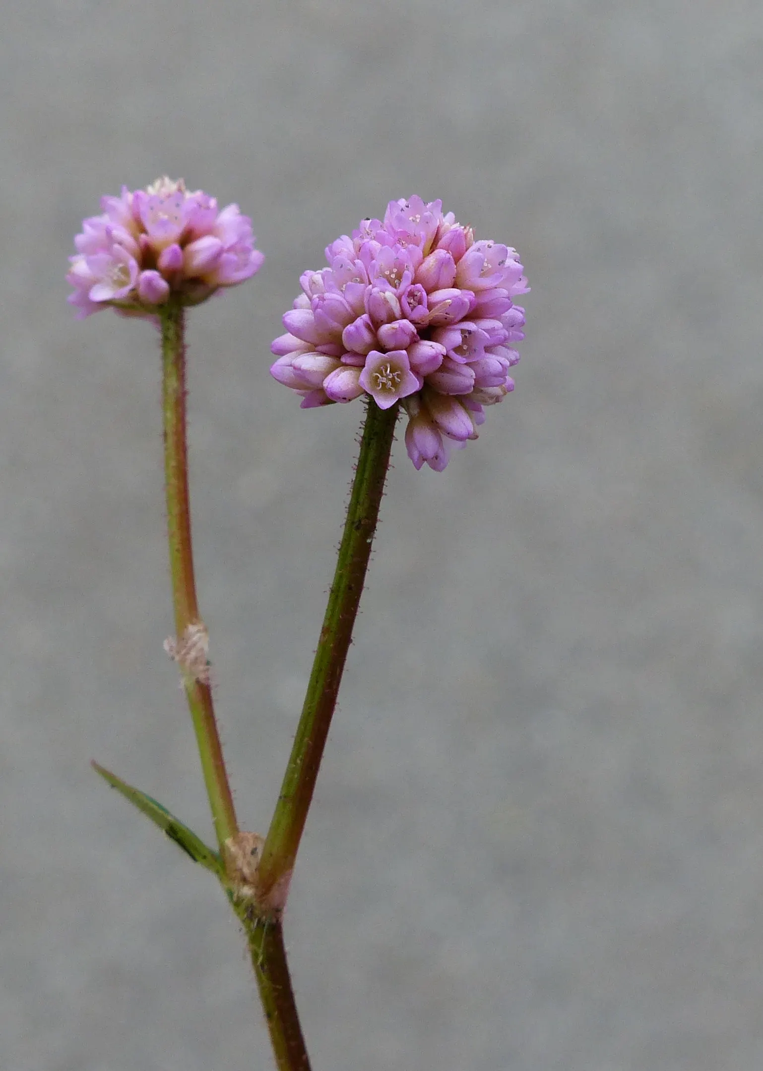 Pink Knotweed (Persicaria Capitata) — Prefers partial shade and well-drained soil, and offers excellent erosion control on slopes; due to its hardy, image 106