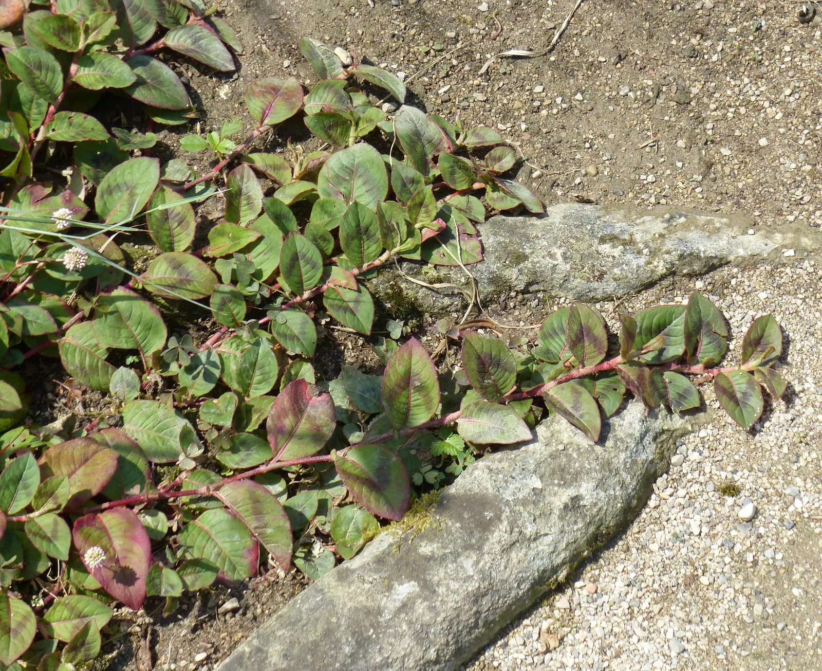 Pink Knotweed (Persicaria Capitata) — it spreads to around 18 inches and stands up to 6 inches tall; yet visually striking element, image 128