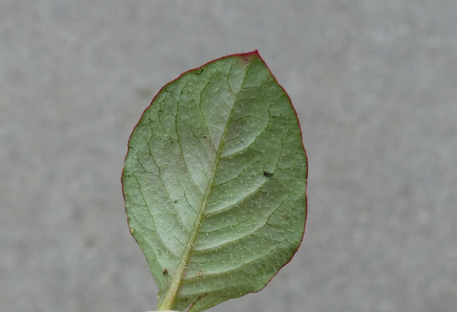 Pink Knotweed (Persicaria Capitata) — or as an underplanting for taller species; which are about 0.5 to 0.75 inches in diameter