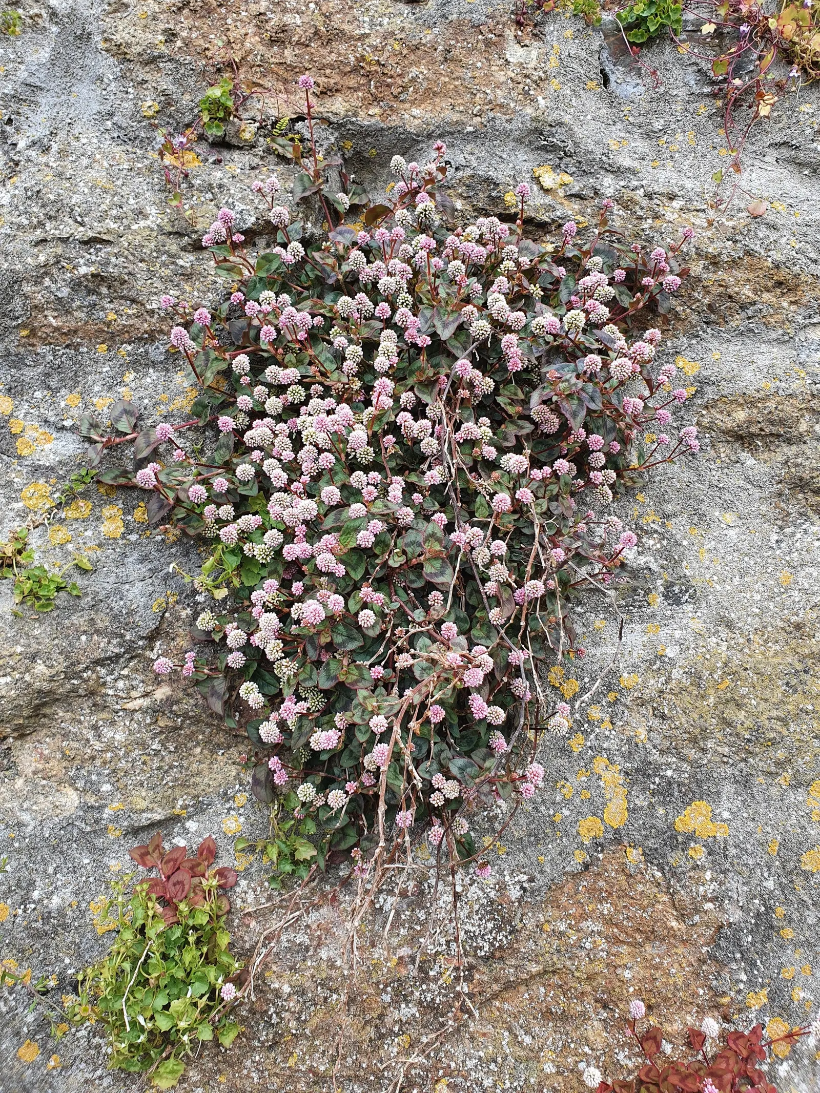 Pink Knotweed (Persicaria Capitata) — which are about 0.5 to 0.75 inches in diameter; prefers partial shade and well-drained soil, and offers, image 87