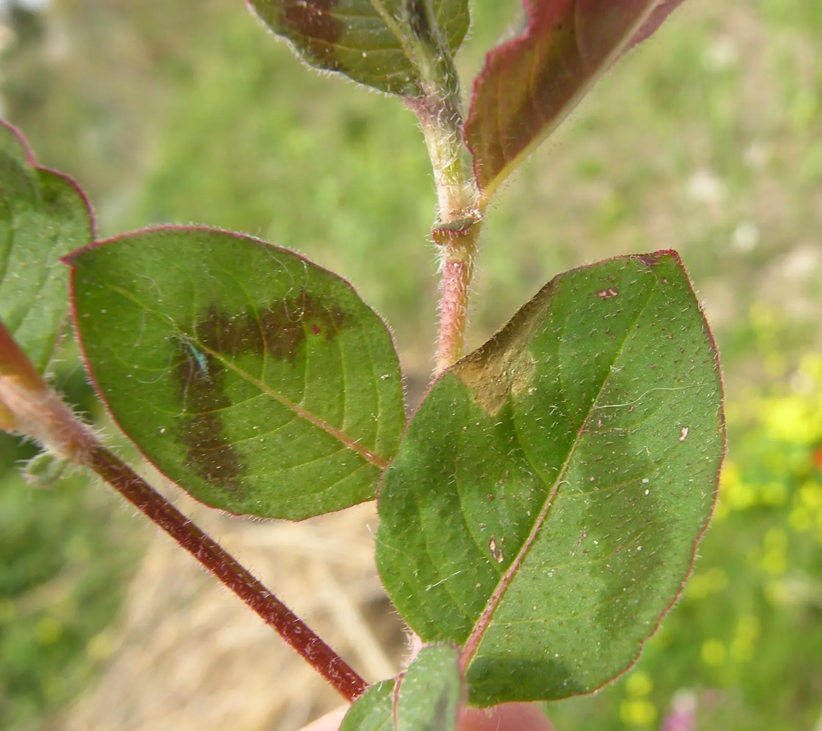 Pink Knotweed (Persicaria Capitata) — Ideal as ground cover or in rock gardens; annual / perennial for full or half or shade, image 79
