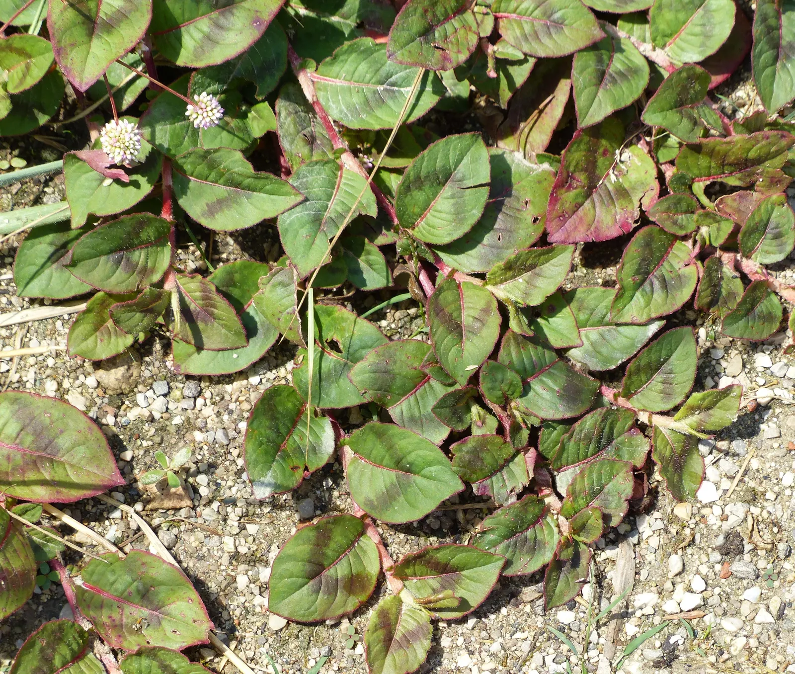 Pink Knotweed (Persicaria Capitata) — due to its hardy nature and ability to spread between 18 to 24 inches wide; or as an underplanting for taller, image 64