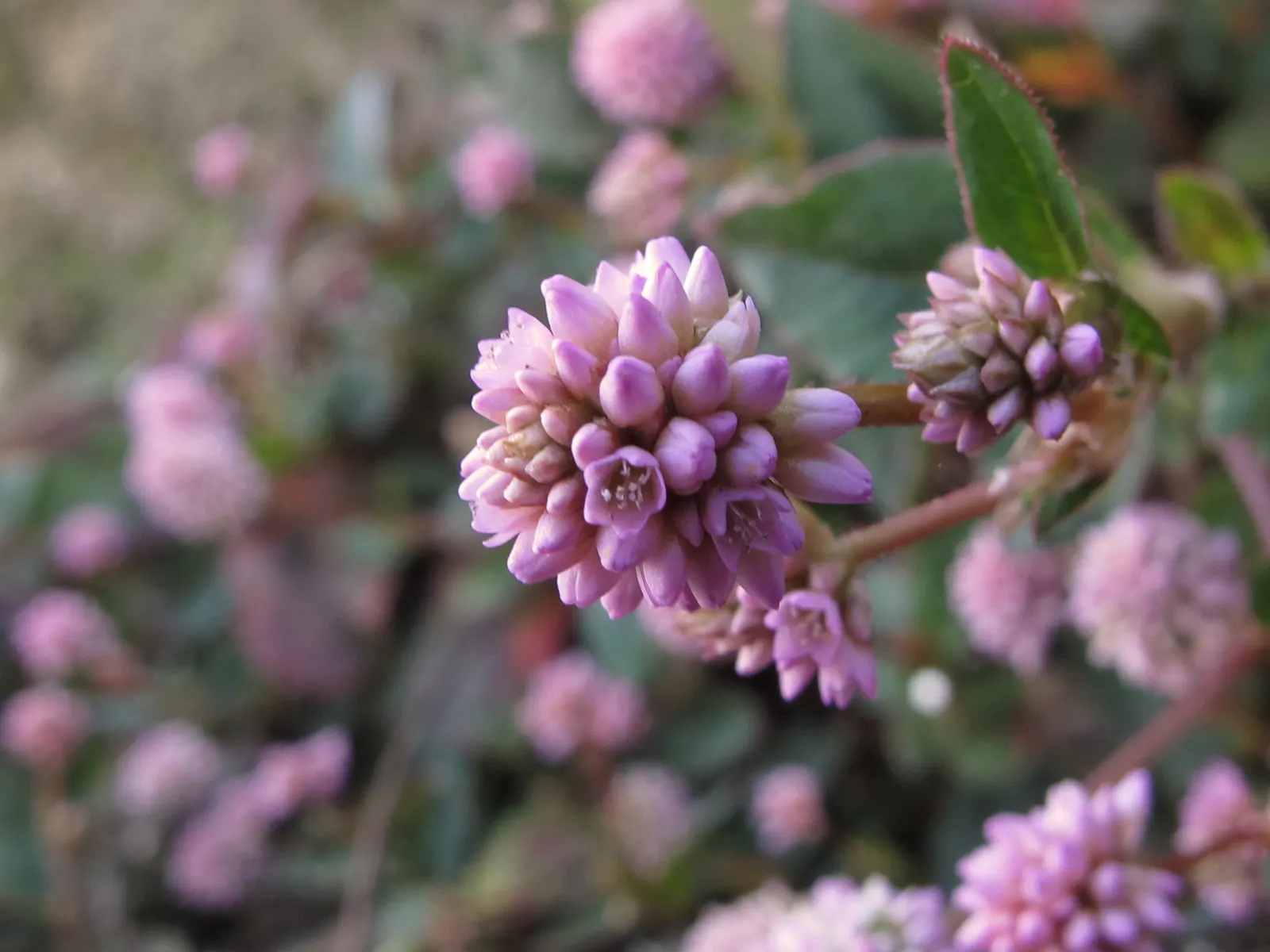 Pink Knotweed (Persicaria Capitata) — bubblegum-pink flowers that cluster into rounded; annual / perennial with pink blooms, image 86