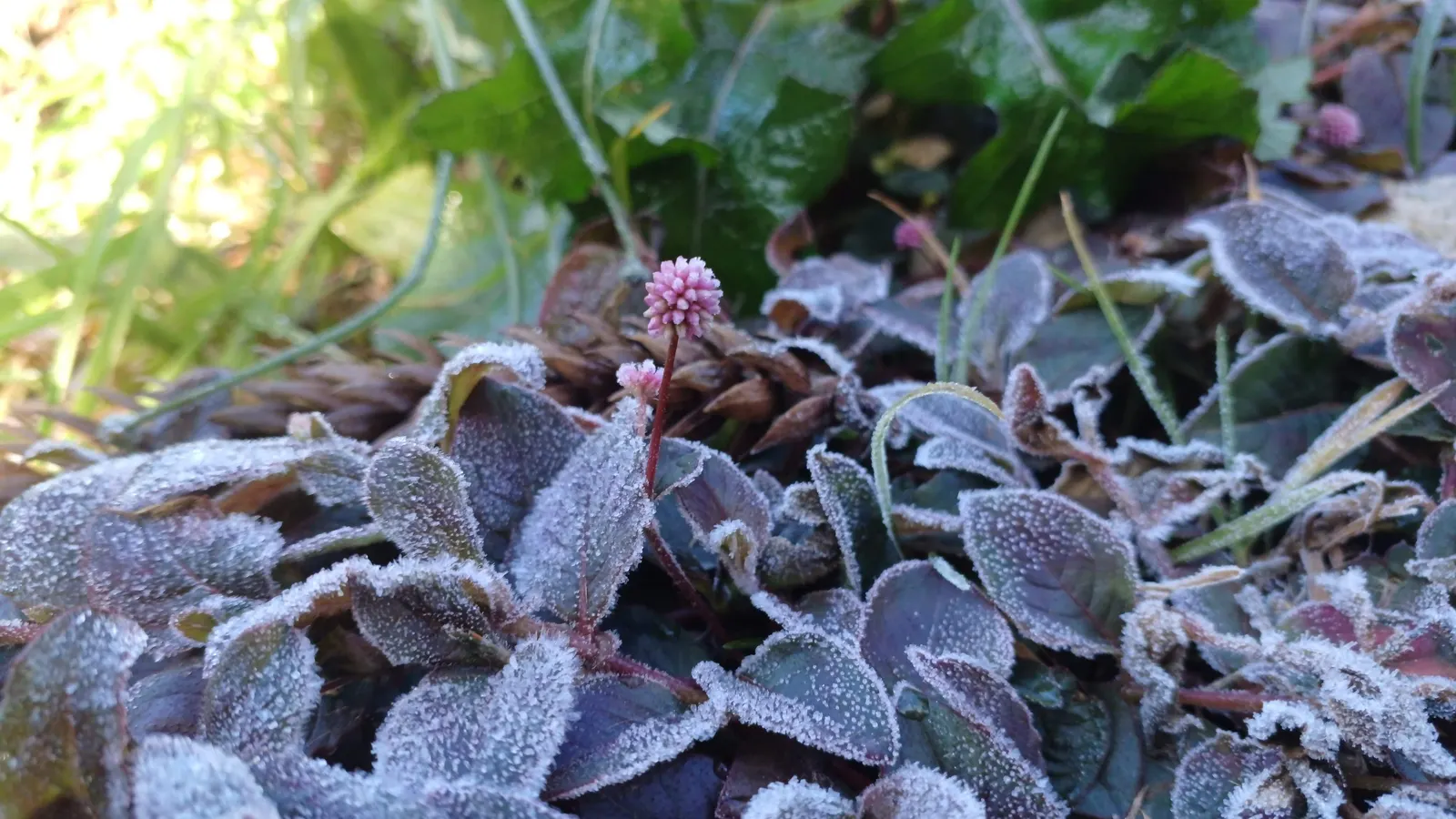 Pink Knotweed (Persicaria Capitata) — pink flowers in the garden; spreading perennial that is widely cherished for its decorative qualities and, image 73