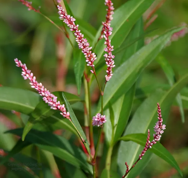 Pink Knotweed (Persicaria Capitata) — These blooms provide a delightful contrast to the verdant leaves and appeal to various pollinators, image 63
