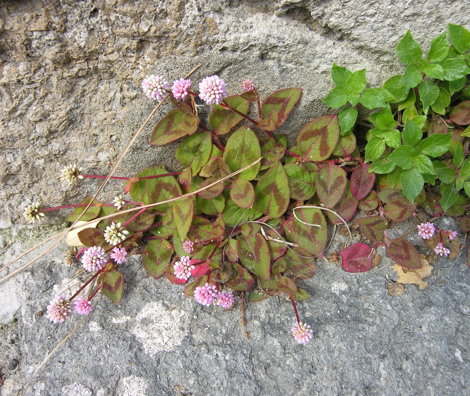 Pink Knotweed (Persicaria Capitata) — it spreads to around 18 inches and stands up to 6 inches tall; yet visually striking element, image 53