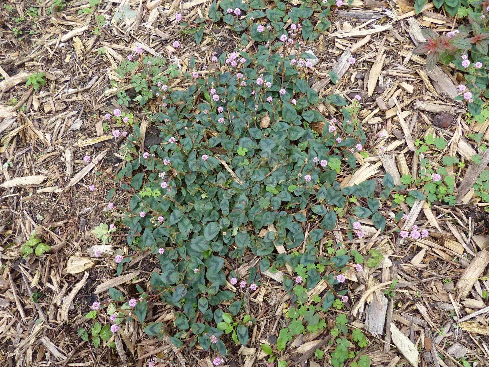Pink Knotweed (Persicaria Capitata) — annual / perennial with pink blooms; it thrives in part to full sun exposure and prefers well-draining soil, image 99