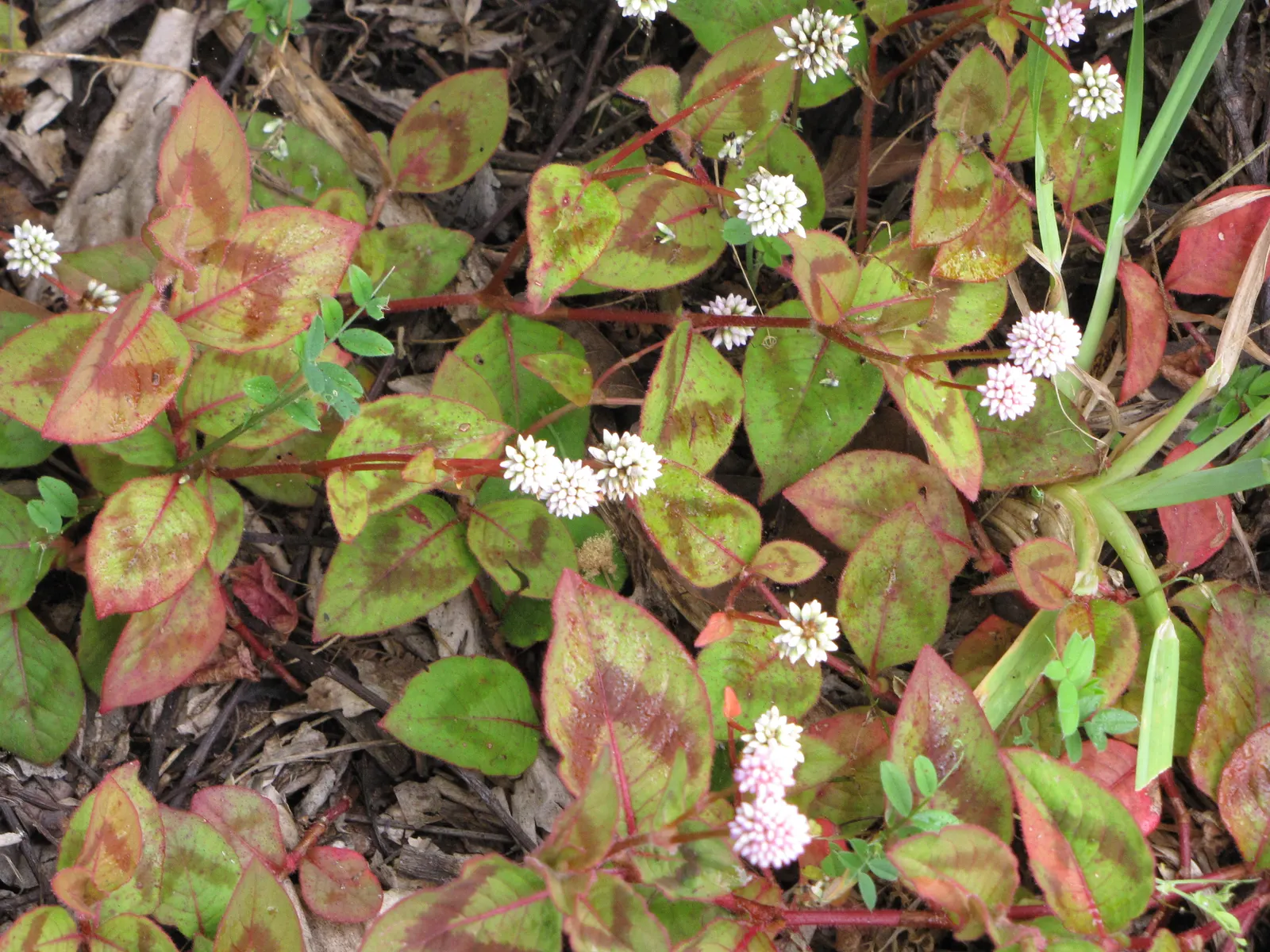 Pink Knotweed (Persicaria Capitata) — contributing to a neat and well-managed garden aesthetic; pink Knotweed, Persicaria capitata, is a low-growing, creeping