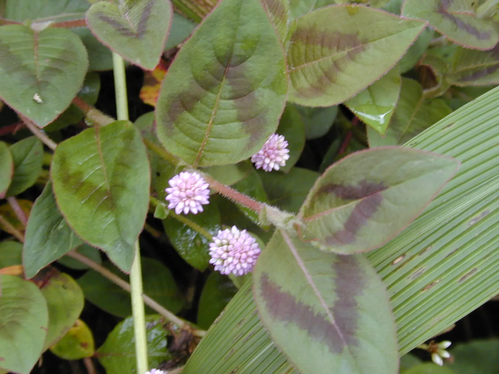 Pink Knotweed (Persicaria Capitata) — this drought-tolerant plant blooms late summer to fall; commonly known as Pink Knotweed, image 105