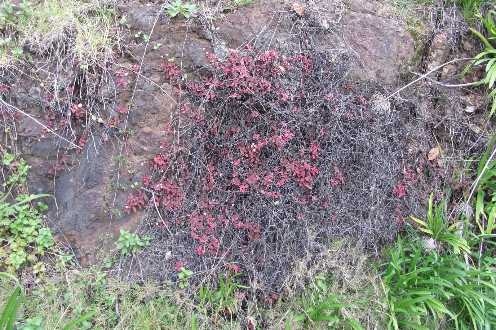 Pink Knotweed (Persicaria Capitata) — This species creates a dense carpet of small, oval leaves measuring approximately 1 to 1.5 inches in length, image 109