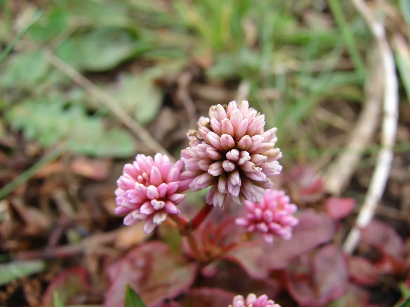 Pink Knotweed (Persicaria Capitata) — which are about 0.5 to 0.75 inches in diameter; prefers partial shade and well-drained soil, and offers excellent erosion
