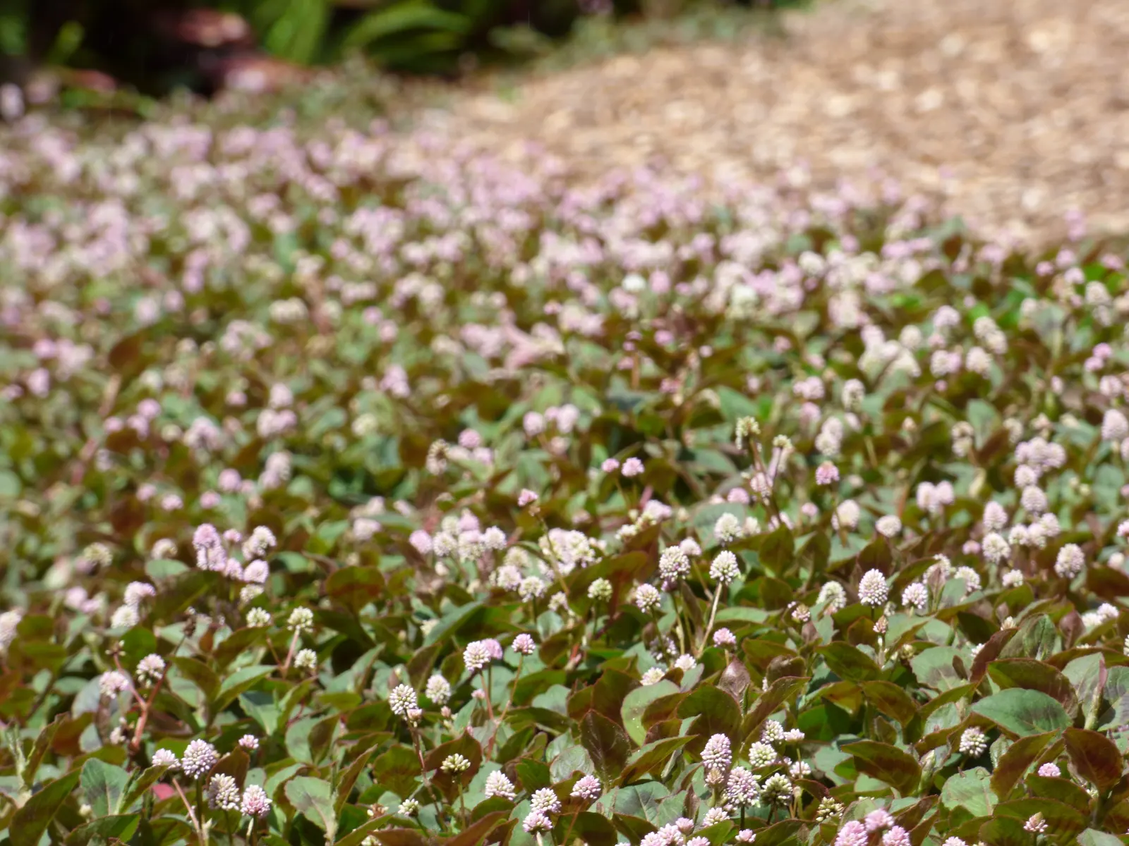 Pink Knotweed (Persicaria Capitata) — spreading perennial that is widely cherished for its decorative qualities and easy care nature; it spreads to, image 58