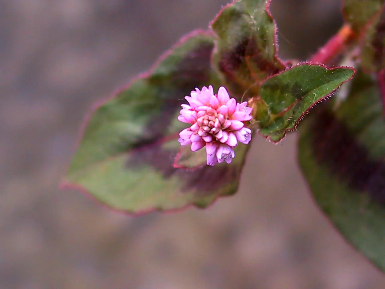 Pink Knotweed (Persicaria Capitata) — it spreads to around 18 inches and stands up to 6 inches tall; yet visually striking element, image 103