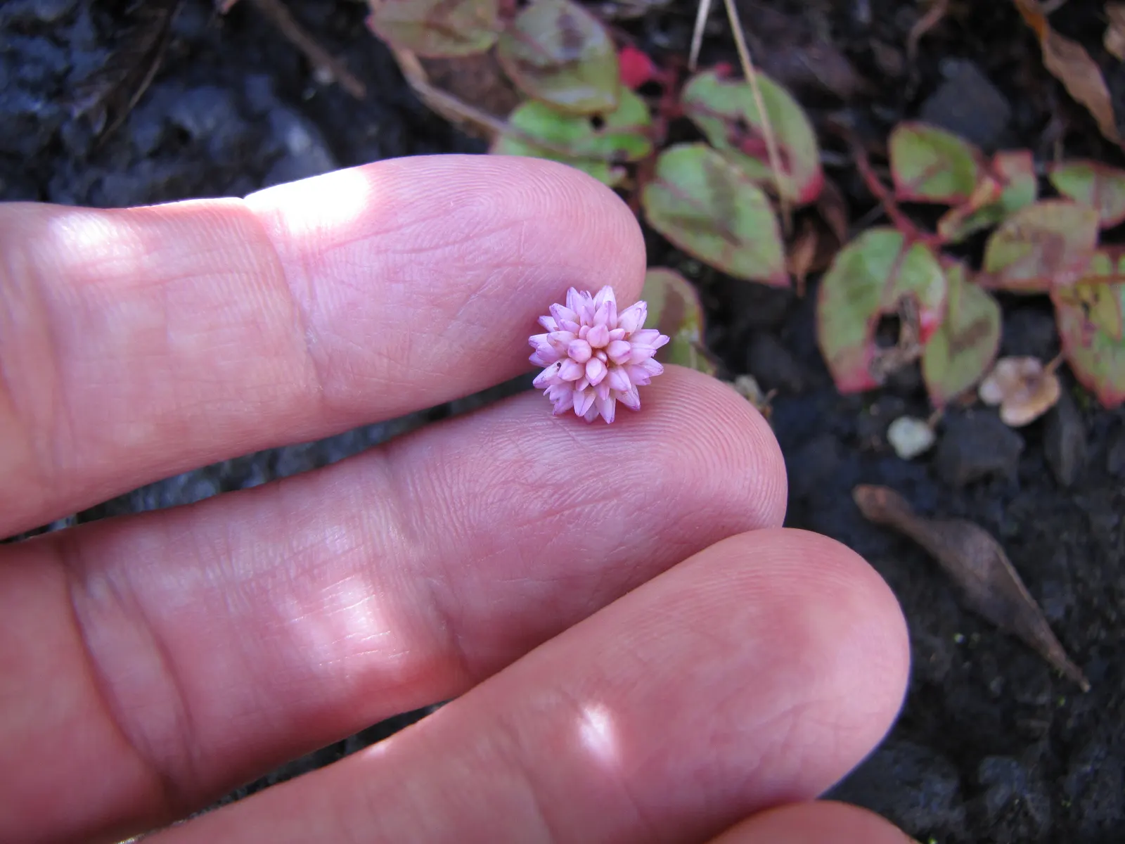 Pink Knotweed (Persicaria Capitata) — making it an excellent choice for water-conscious landscapes; pink Knotweed is highly drought tolerant, image 92