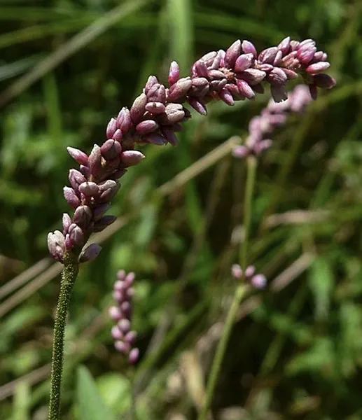 Pink Knotweed (Persicaria Capitata) — Prefers partial shade and well-drained soil, and offers excellent erosion control on slopes; due to its hardy, image 81