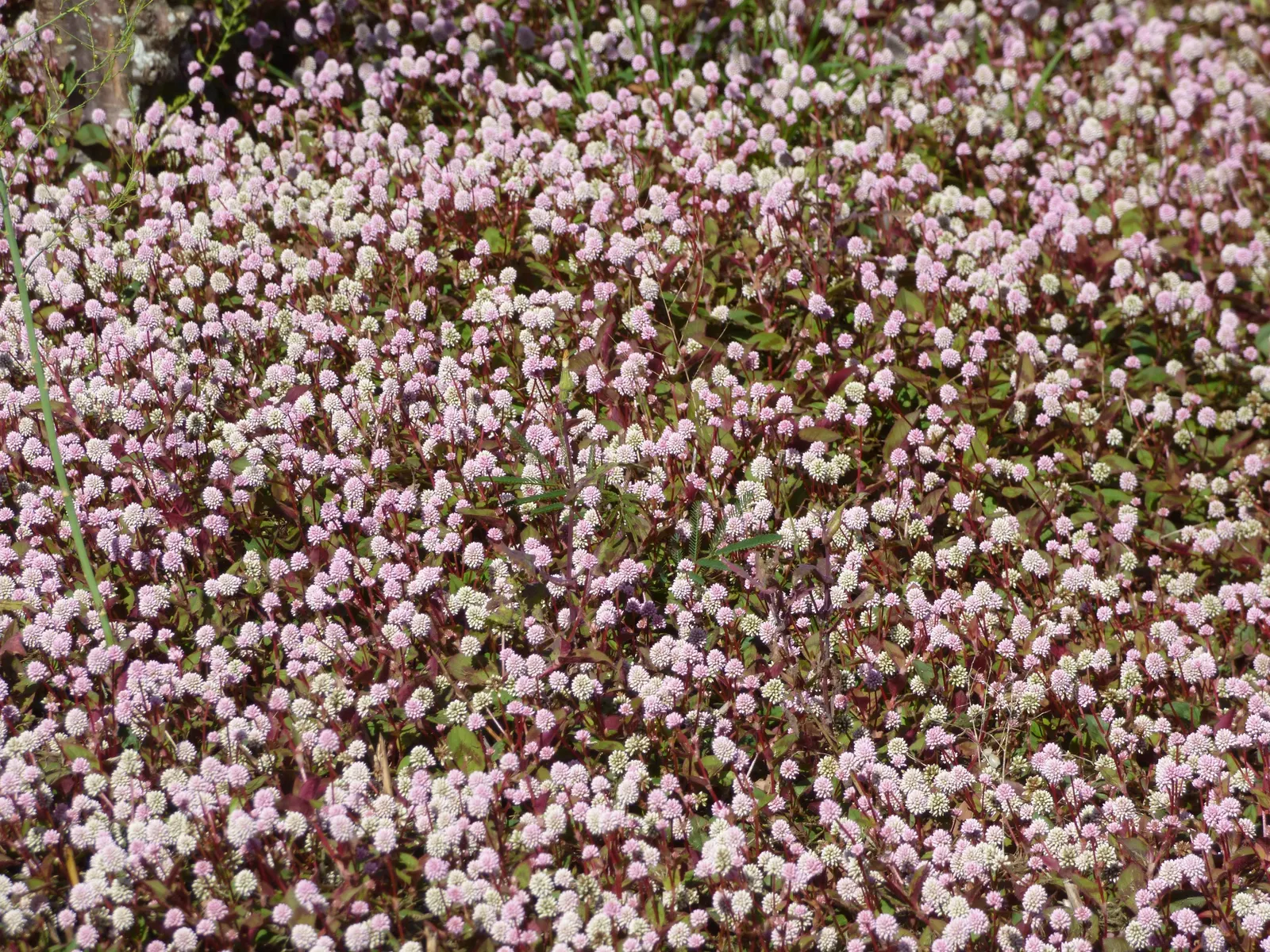 Pink Knotweed (Persicaria Capitata) — yet visually striking element; pink flowers in the garden, image 93