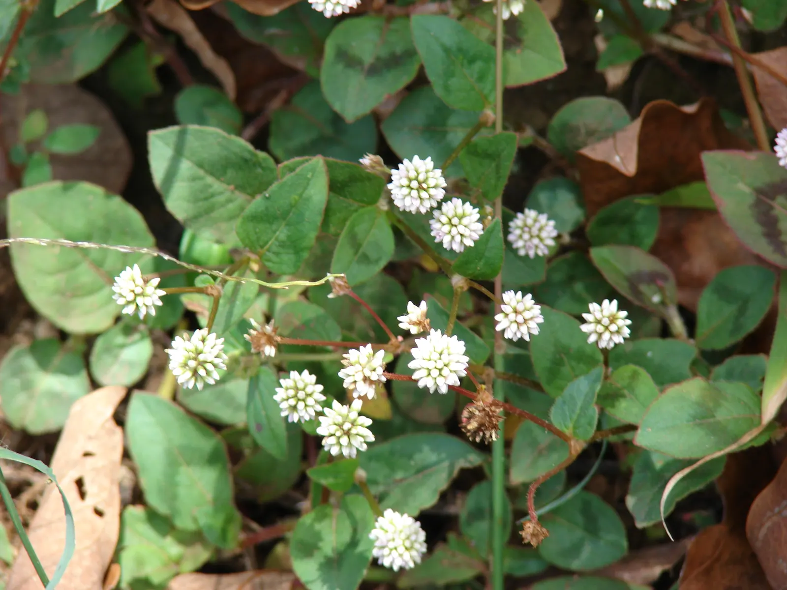 Pink Knotweed (Persicaria Capitata) — this drought-tolerant plant blooms late summer to fall; commonly known as Pink Knotweed, image 55
