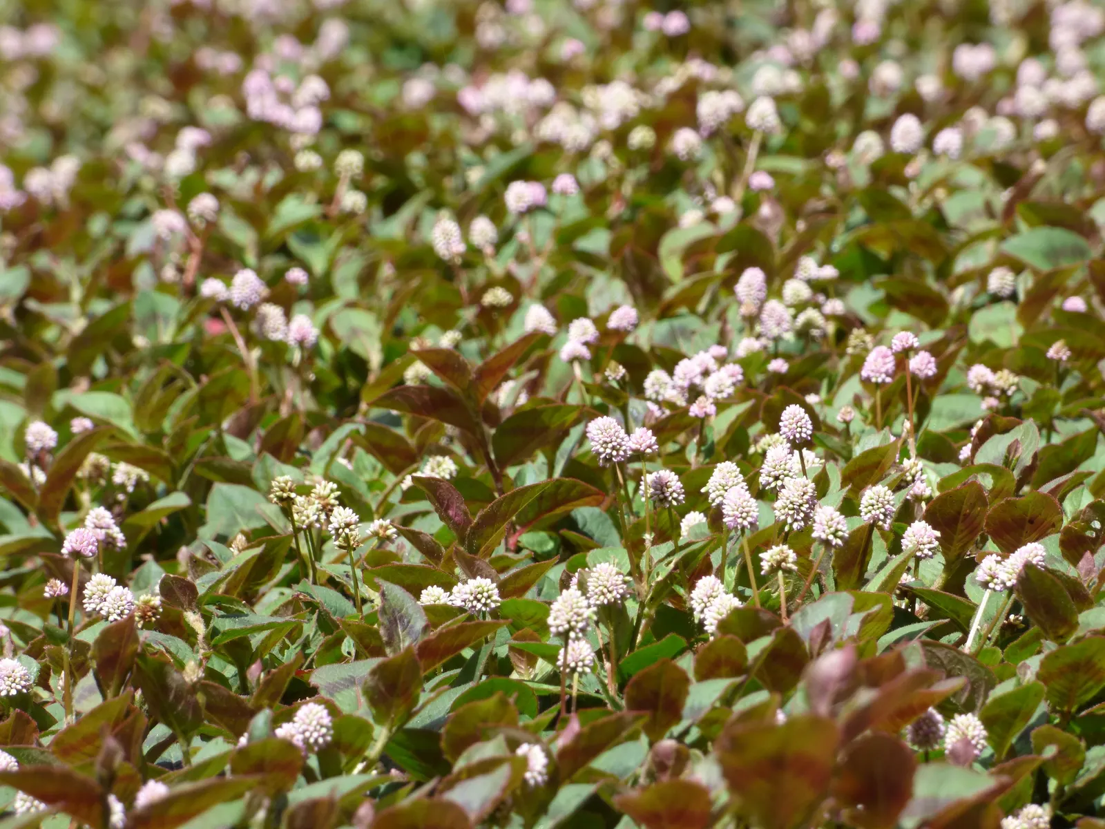 Pink Knotweed (Persicaria Capitata) — commonly known as Pink Knotweed; its dense growth habit can aid in suppressing weeds, image 82