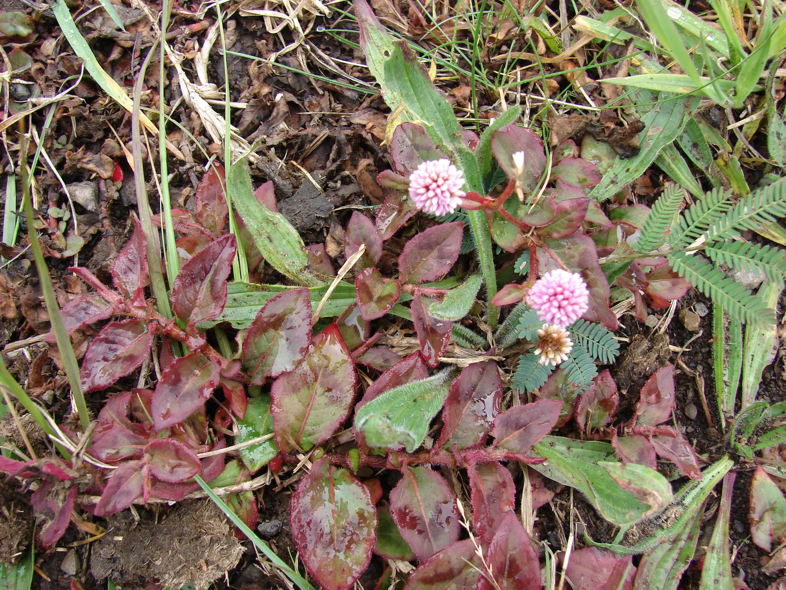 Pink Knotweed (Persicaria Capitata) — yet visually striking element; pink flowers in the garden, image 68