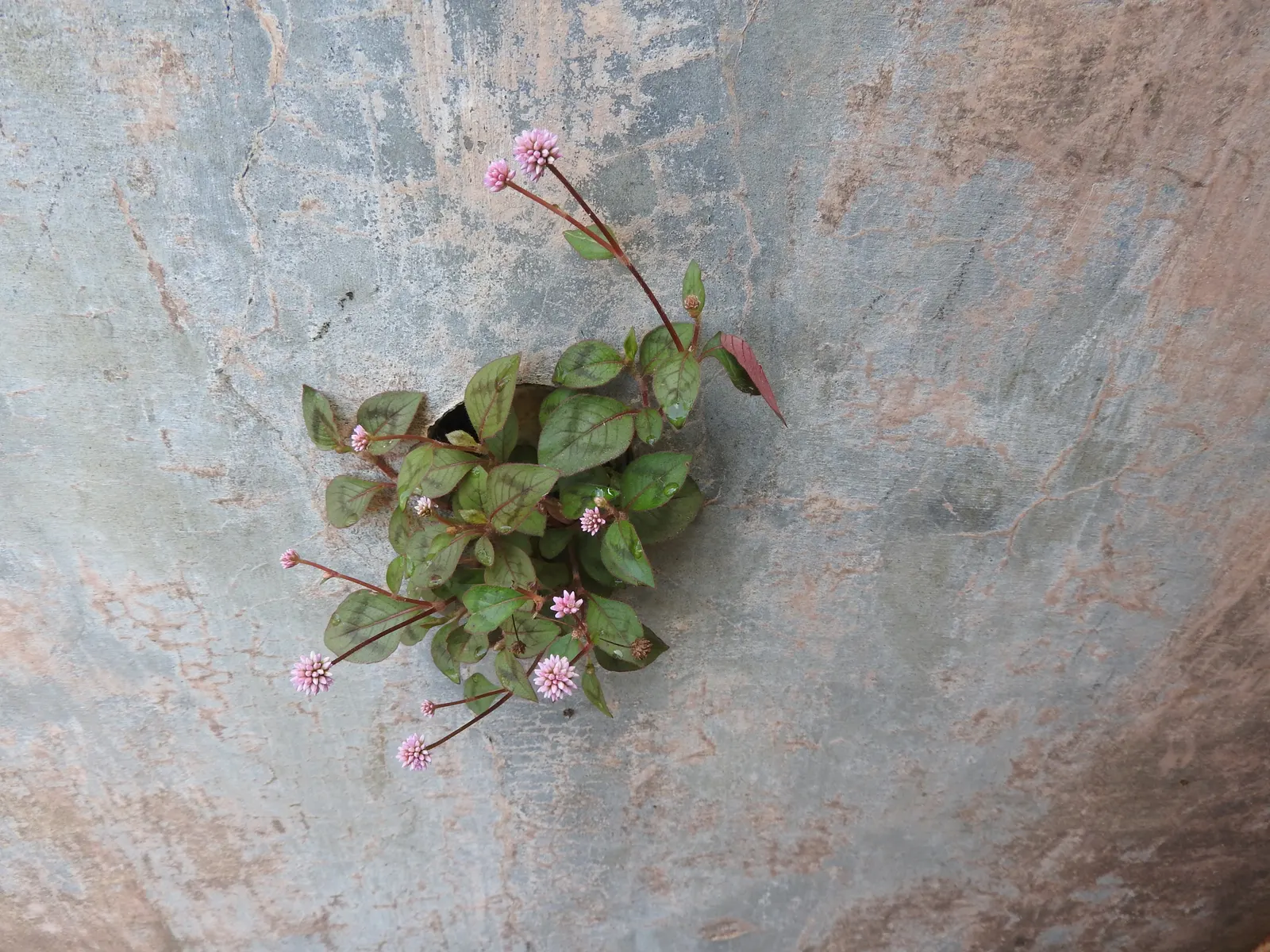 Pink Knotweed (Persicaria Capitata) — its dense growth habit can aid in suppressing weeds; its resilience against foot traffic and its cascading, image 121