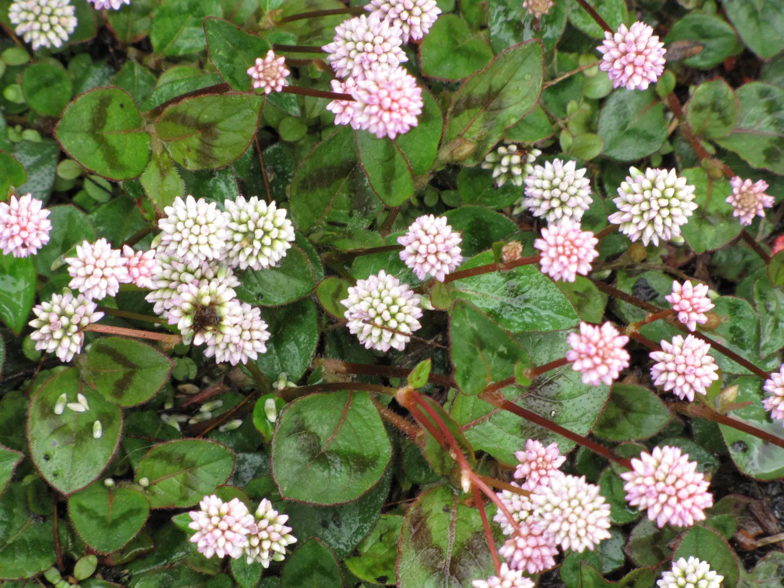 Pink Knotweed (Persicaria Capitata) — or as an underplanting for taller species; which are about 0.5 to 0.75 inches in diameter, image 70