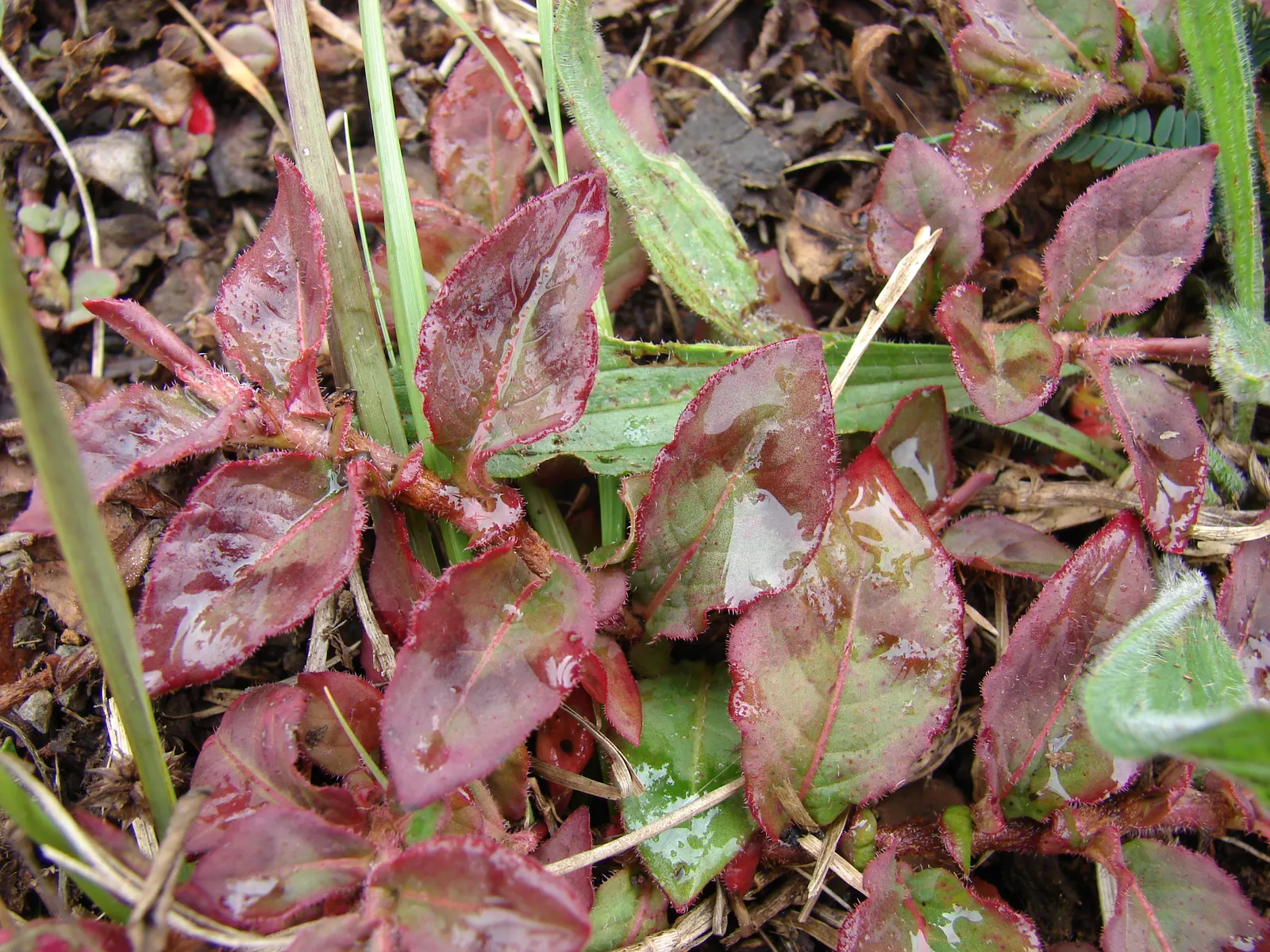 Pink Knotweed (Persicaria Capitata) — annual / perennial for full or half or shade; contributing to a neat and well-managed garden aesthetic, image 125
