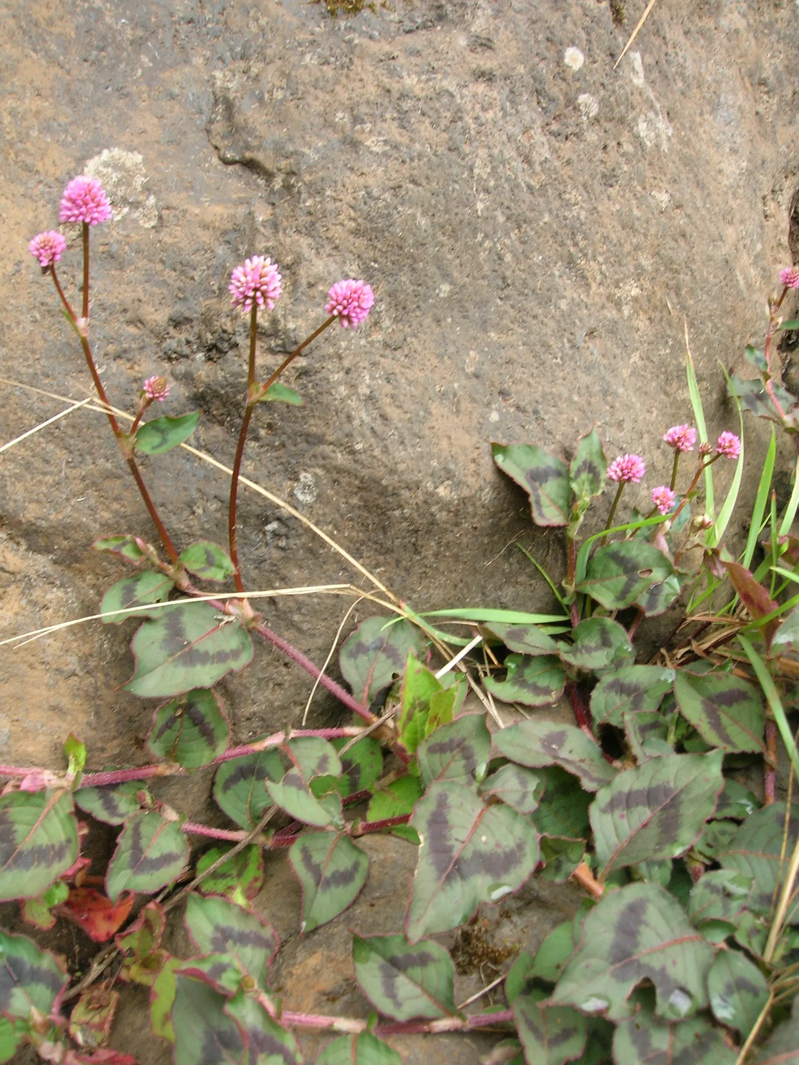 Pink Knotweed (Persicaria Capitata) — contributing to a neat and well-managed garden aesthetic; pink Knotweed, Persicaria capitata, is a, image 97